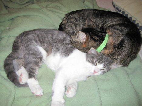 Picture of a cat / kitten / feline