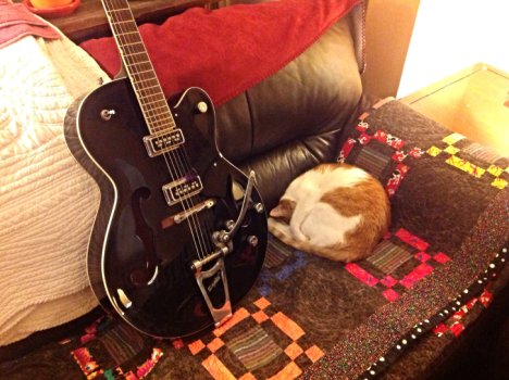 Picture of a cat / kitten / feline