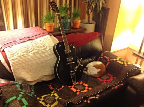 Picture of a cat / kitten / feline