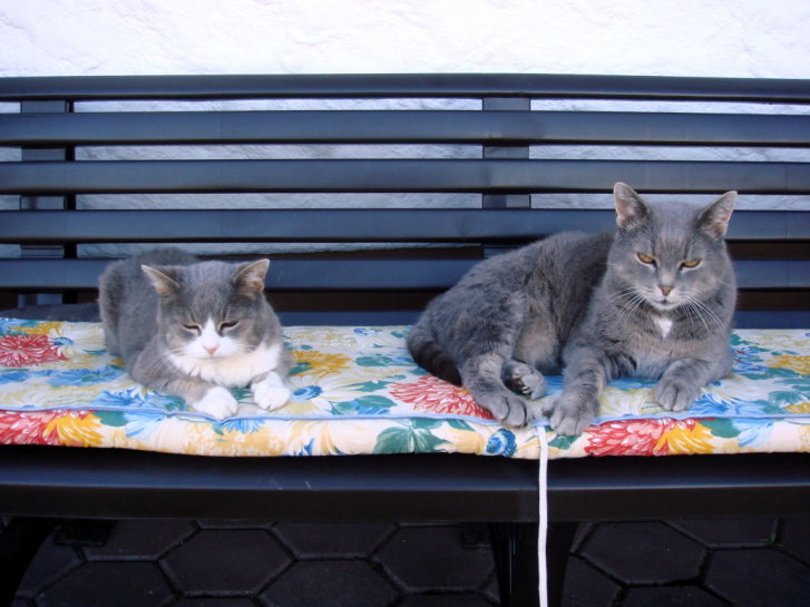 Picture of a cat / kitten / feline