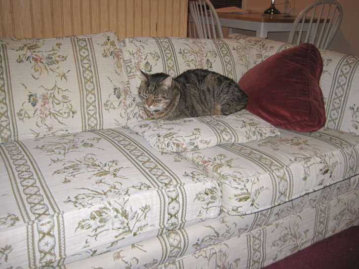 Picture of a cat / kitten / feline