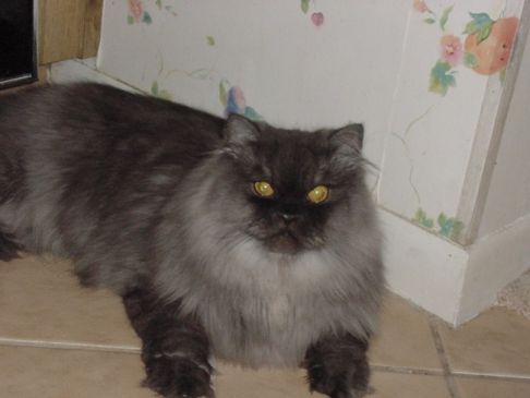 Picture of a cat / kitten / feline