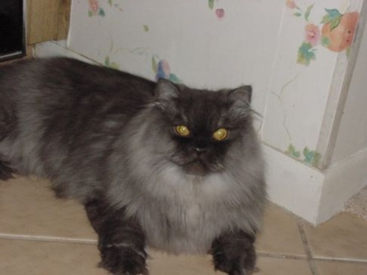 Picture of a cat / kitten / feline