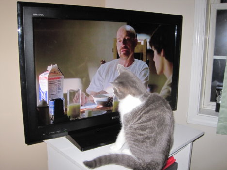 Picture of a cat / kitten / feline