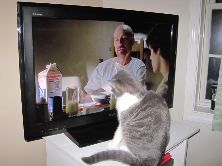 Picture of a cat / kitten / feline