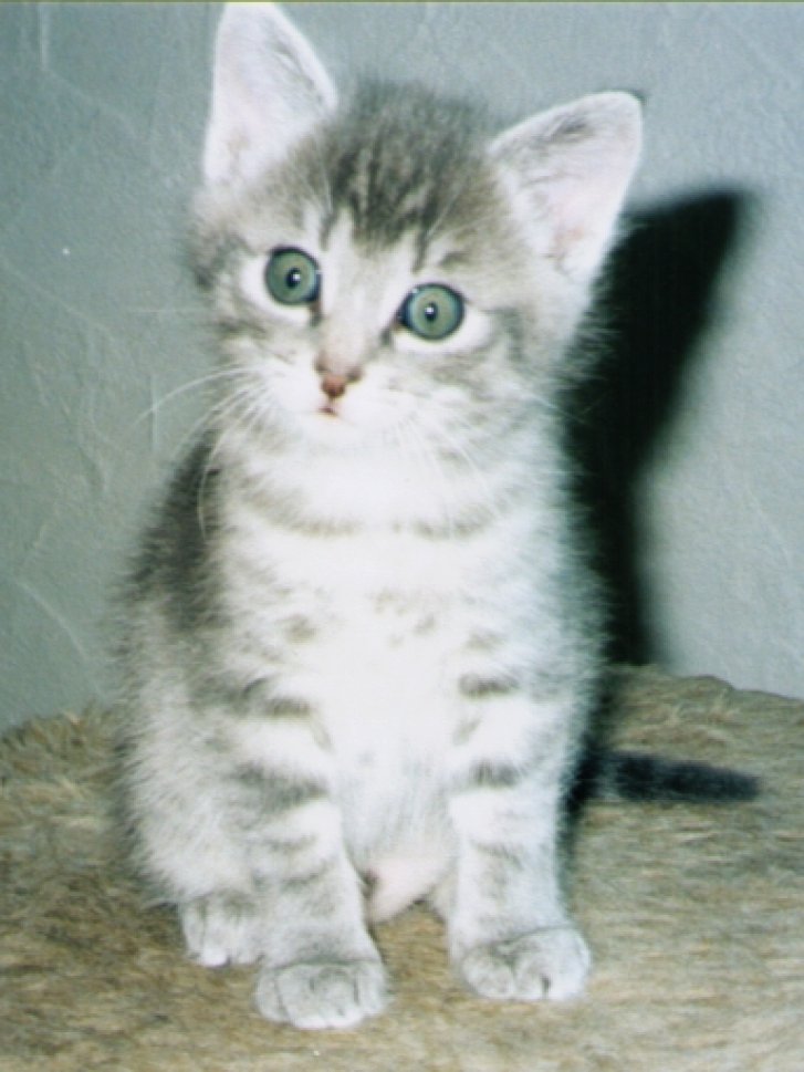 Picture of a cat / kitten / feline