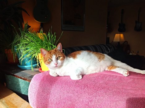 Picture of a cat / kitten / feline