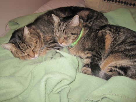 Picture of a cat / kitten / feline