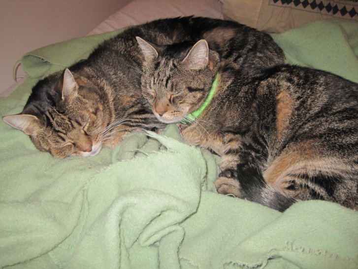 Picture of a cat / kitten / feline