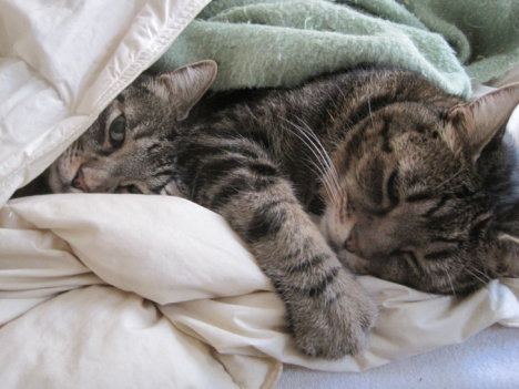 Picture of a cat / kitten / feline