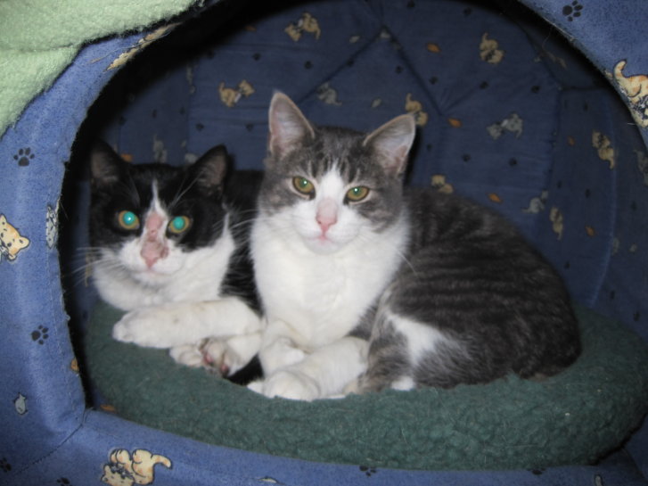 Picture of a cat / kitten / feline