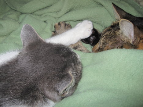 Picture of a cat / kitten / feline