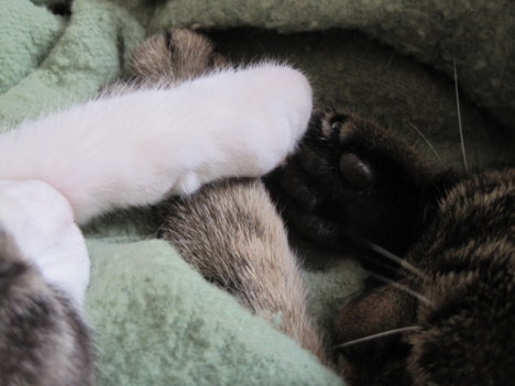 Picture of a cat / kitten / feline