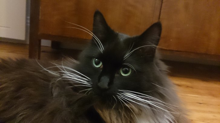 Picture of a cat / kitten / feline