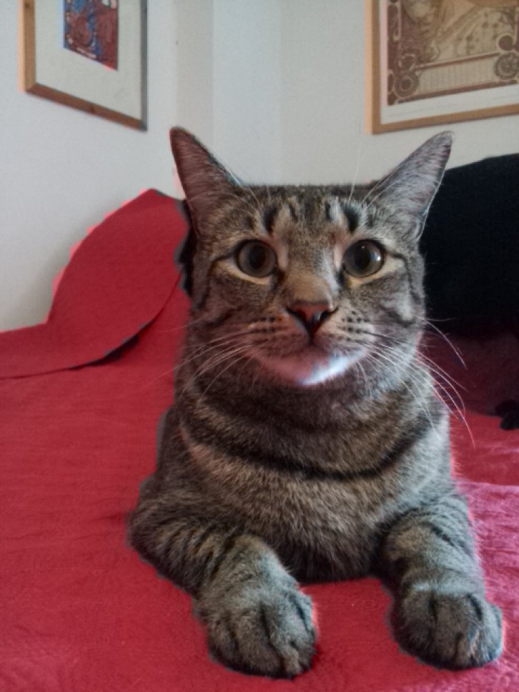 Picture of a cat / kitten / feline