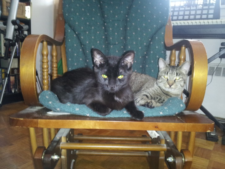 Picture of a cat / kitten / feline