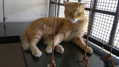 Picture of a cat / kitten / feline