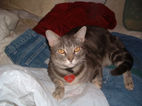 Picture of a cat / kitten / feline