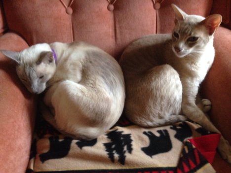 Picture of a cat / kitten / feline