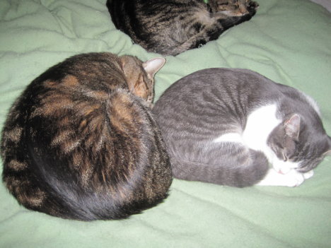 Picture of a cat / kitten / feline