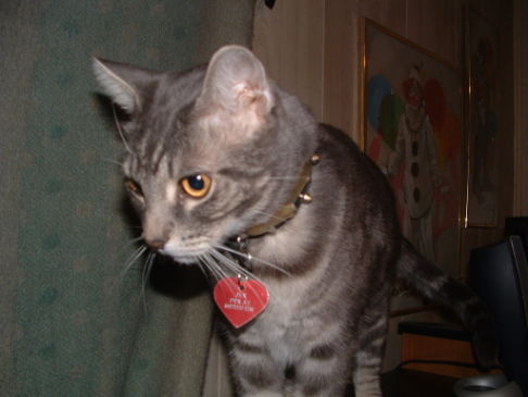 Picture of a cat / kitten / feline