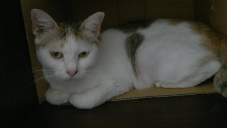 Picture of a cat / kitten / feline