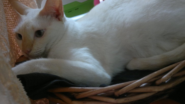 Picture of a cat / kitten / feline