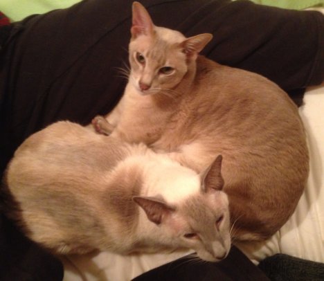 Picture of a cat / kitten / feline