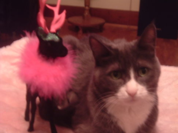 Picture of a cat / kitten / feline