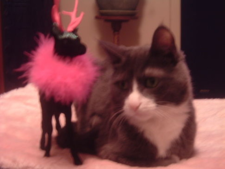 Picture of a cat / kitten / feline