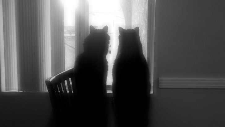 Picture of a cat / kitten / feline