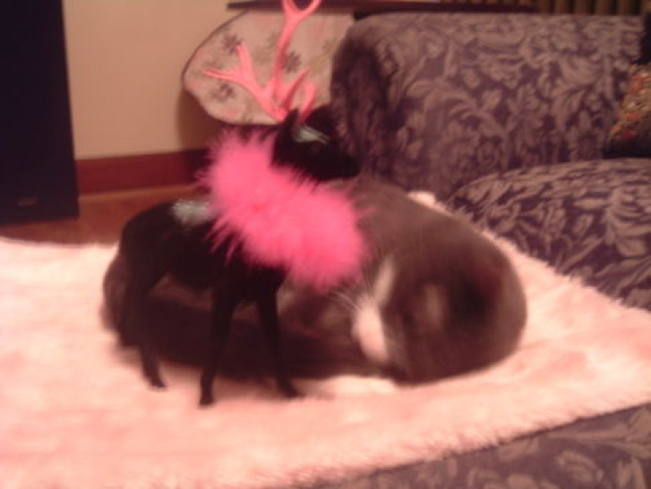 Picture of a cat / kitten / feline