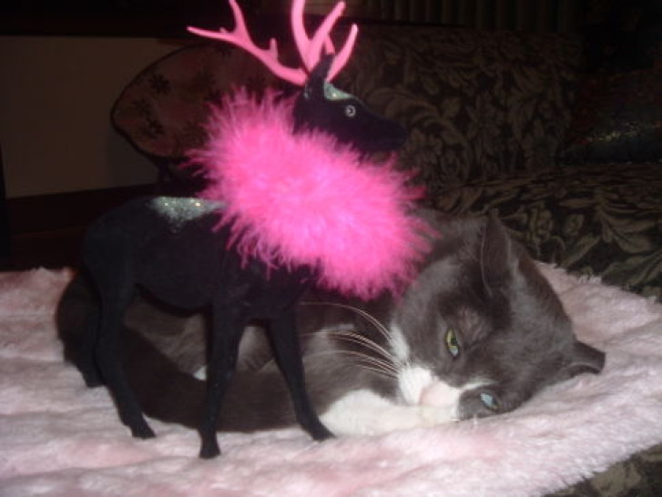 Picture of a cat / kitten / feline