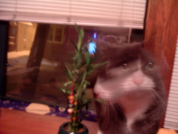 Picture of a cat / kitten / feline