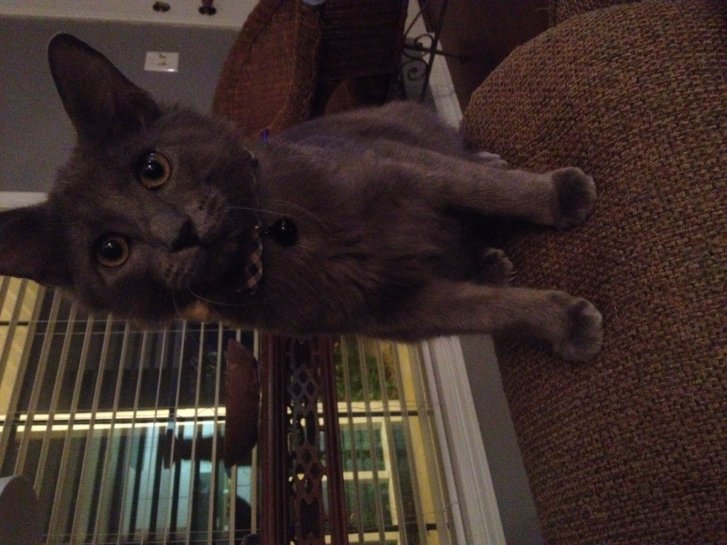 Picture of a cat / kitten / feline