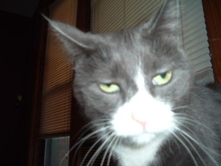 Picture of a cat / kitten / feline