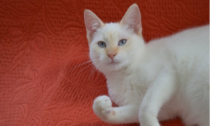 Picture of a cat / kitten / feline