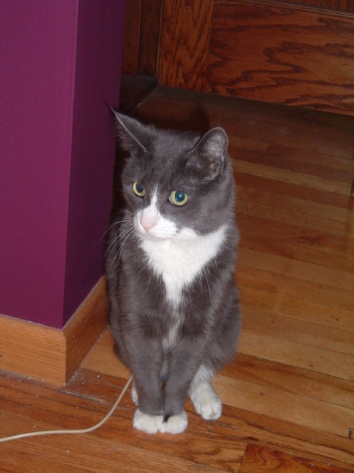 Picture of a cat / kitten / feline