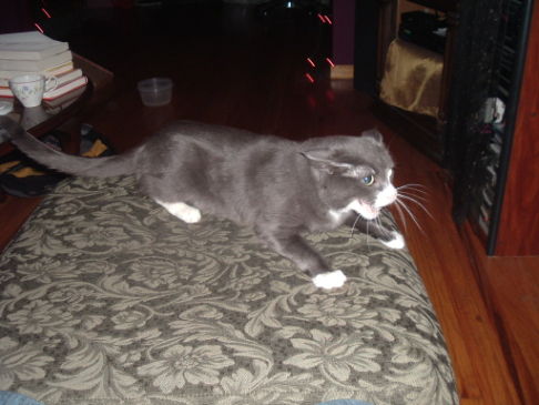 Picture of a cat / kitten / feline