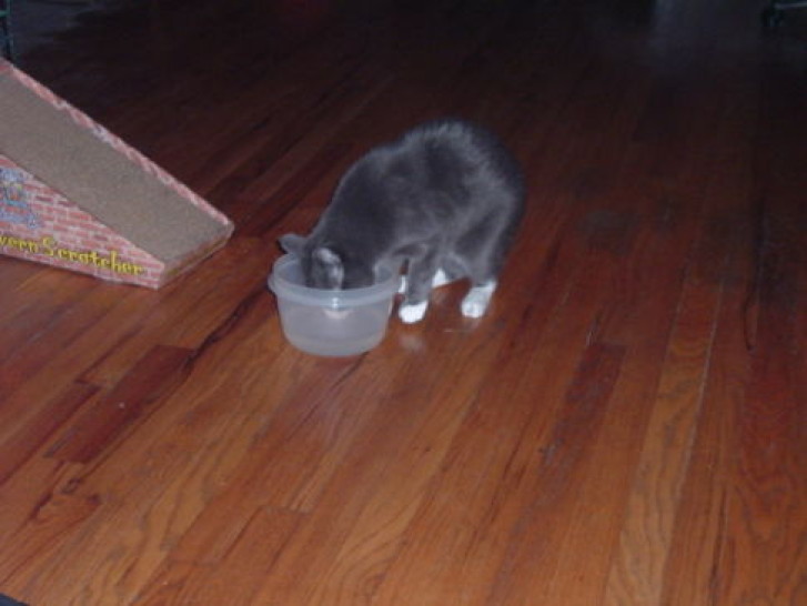 Picture of a cat / kitten / feline