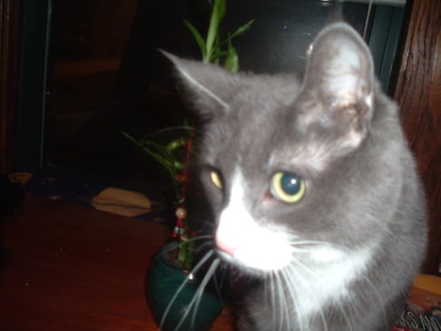 Picture of a cat / kitten / feline