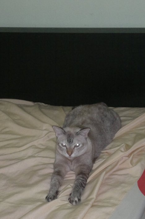 Picture of a cat / kitten / feline