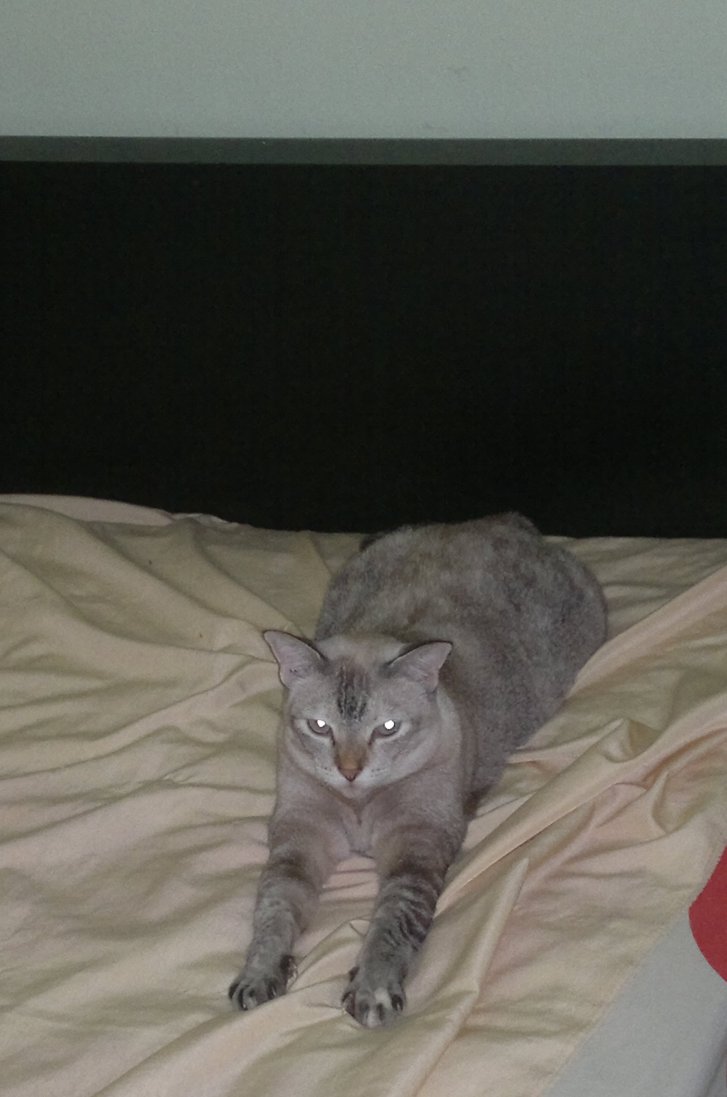 Picture of a cat / kitten / feline