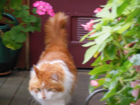 Picture of a cat / kitten / feline