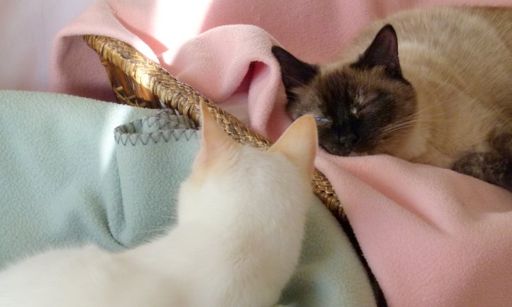 Picture of a cat / kitten / feline