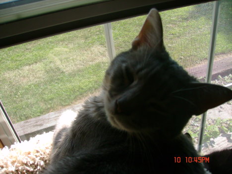 Picture of a cat / kitten / feline