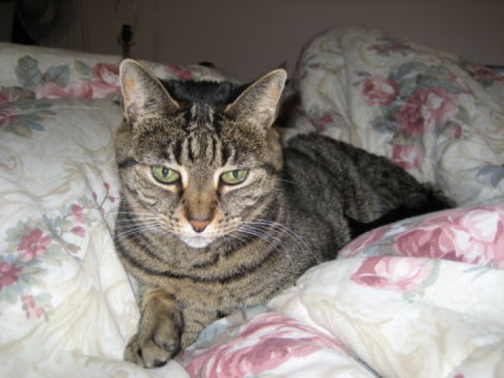 Picture of a cat / kitten / feline