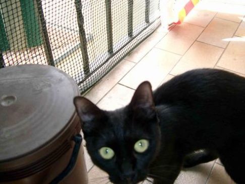 Picture of a cat / kitten / feline