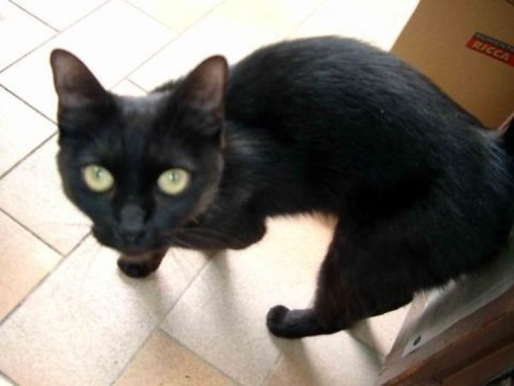 Picture of a cat / kitten / feline