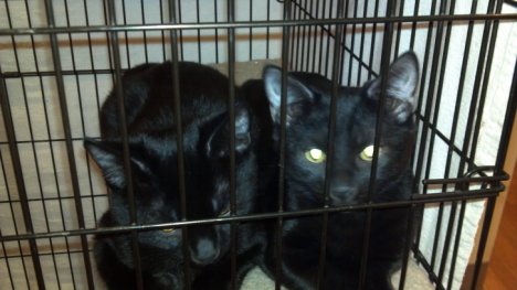 Picture of a cat / kitten / feline